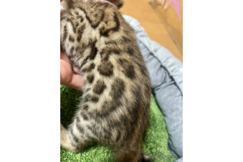 成約済の福岡県のベンガル-50174の2枚目